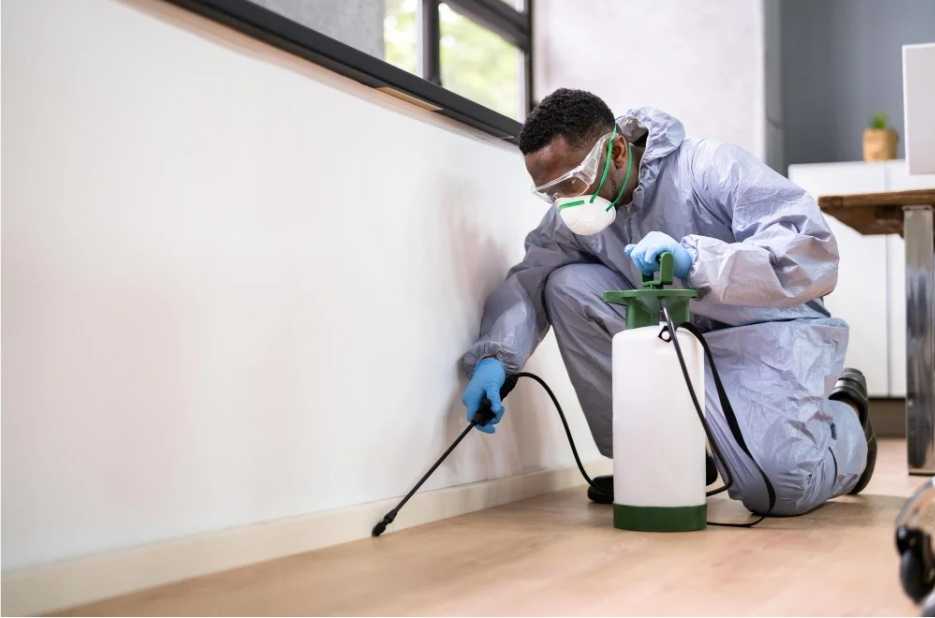 Signs You Need Professional Pest Inspection Services