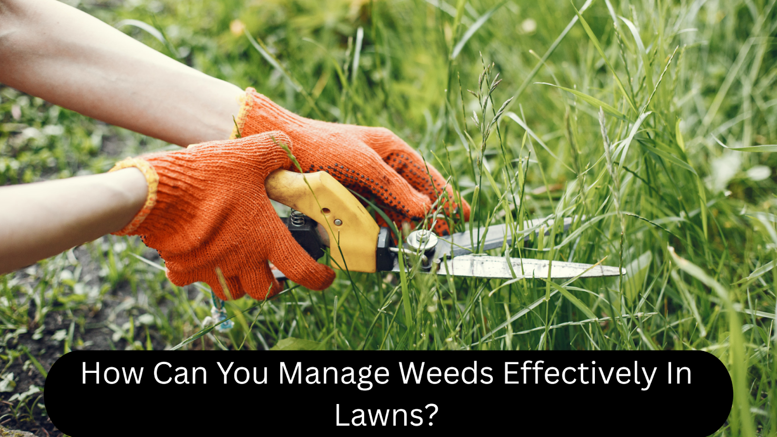 How Can You Manage Weeds Effectively In Lawns?